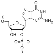 Bio-Synthesis Inc. Oligo Structure